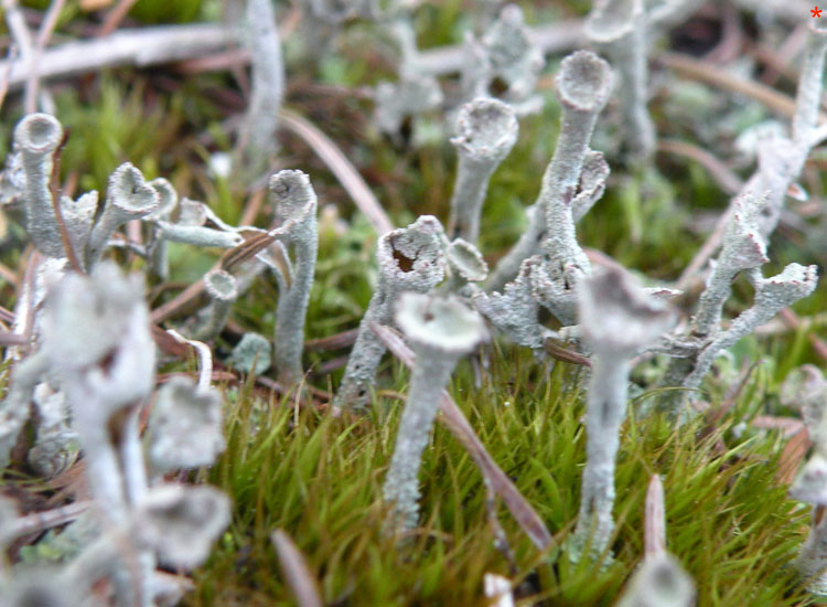 Tutte Cladonia fimbriata?